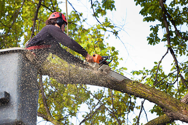 Tree and Shrub Care in Ben Avon, SC